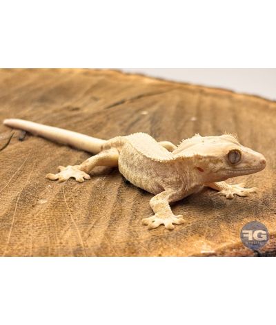 Correlophus ciliatus Lilly White Non sexé