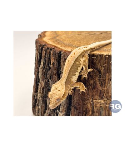 Correlophus ciliatus Lilly White Non sexé