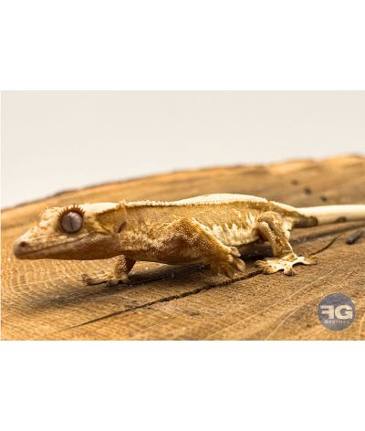 Correlophus ciliatus Lilly White Non sexé