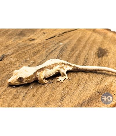 Correlophus ciliatus Lilly White Non sexé