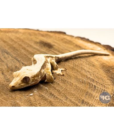 Correlophus ciliatus Lilly White Non sexé