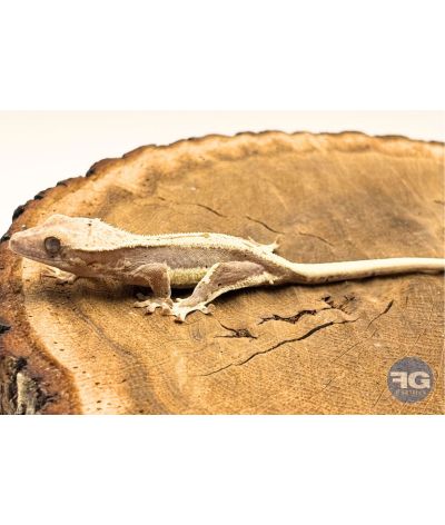 Correlophus ciliatus Lilly White Non sexé