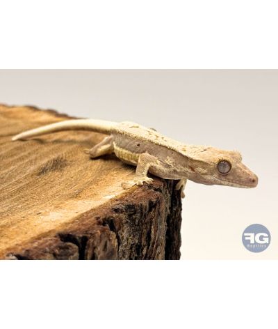 Correlophus ciliatus Lilly White Non sexé