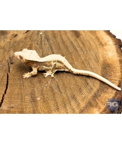 Correlophus ciliatus Lilly White Non sexé