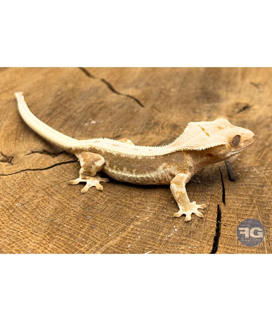 Correlophus ciliatus Lilly White Non sexé