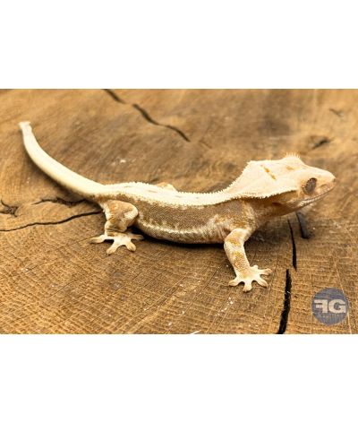 Correlophus ciliatus Lilly White Non sexé