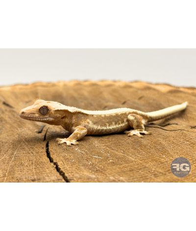 Correlophus ciliatus Lilly White Non sexé