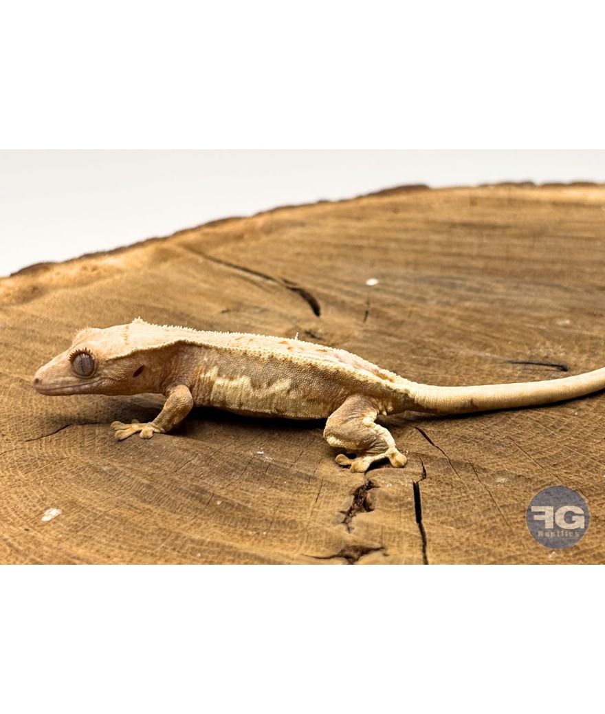 Correlophus ciliatus Lilly White Non sexé