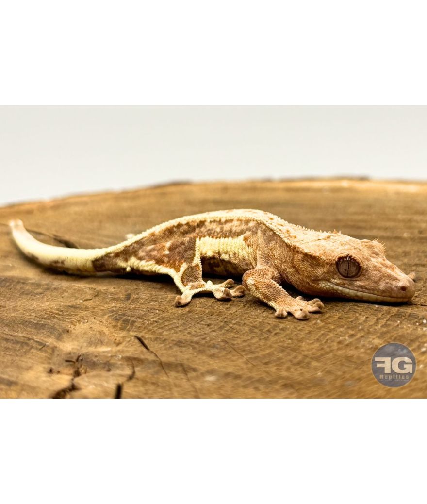 Correlophus ciliatus Lilly White Non sexé