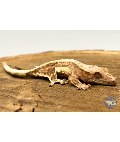 Correlophus ciliatus Lilly White Non sexé