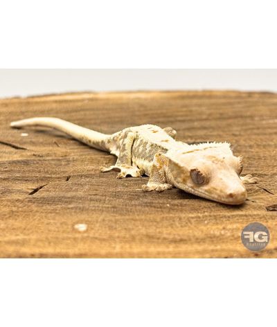 Correlophus ciliatus Lilly White Non sexé