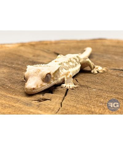 Correlophus ciliatus Lilly White Non sexé