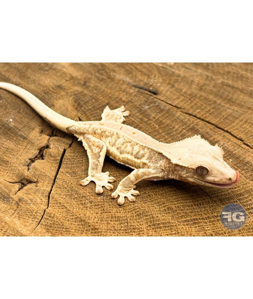 Correlophus ciliatus Lilly White Non sexé