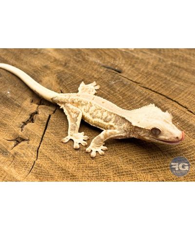 Correlophus ciliatus Lilly White Non sexé