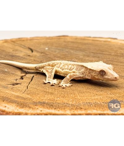 Correlophus ciliatus Lilly White Non sexé