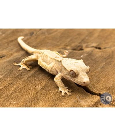 Correlophus ciliatus Lilly White Non sexé