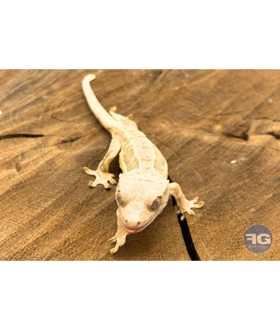 Correlophus ciliatus Lilly White Non sexé