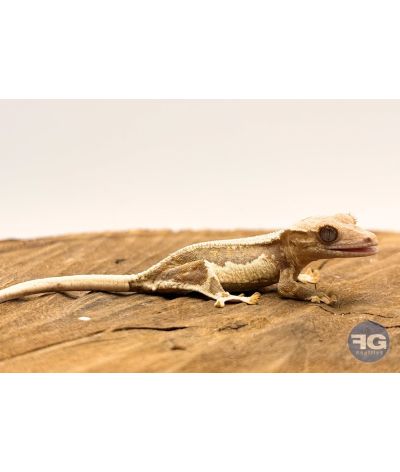 Correlophus ciliatus Lilly White Non sexé