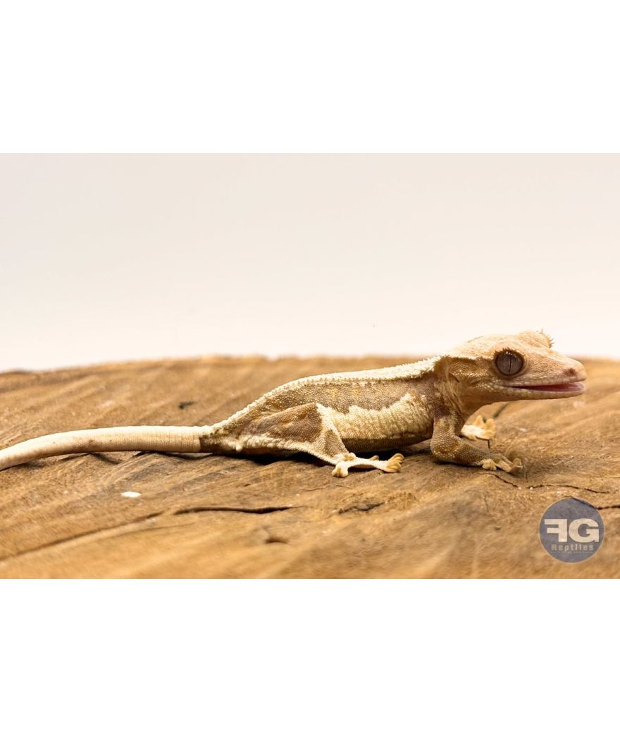 Correlophus ciliatus Lilly White Non sexé