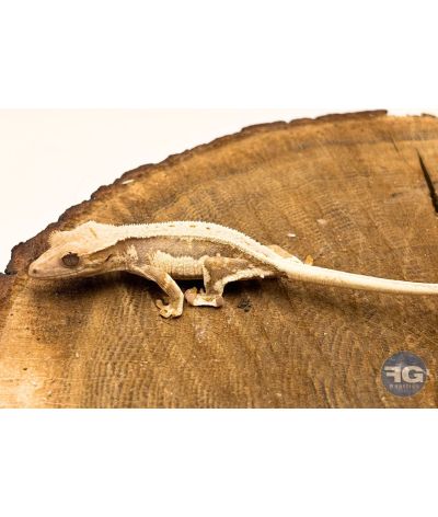 Correlophus ciliatus Lilly White Non sexé