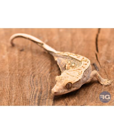 Correlophus ciliatus Pinstripe Non sexé