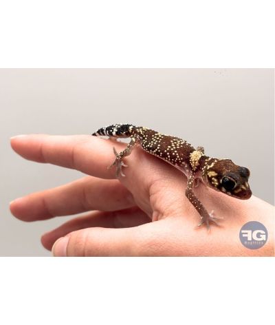 Underwoodisaurus milii