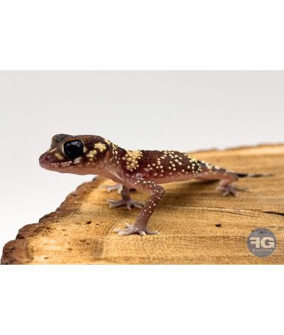 Underwoodisaurus milii