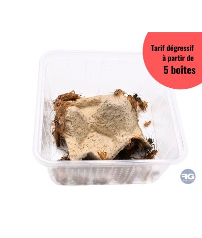 Boîte de grillons domestiques Acheta domestica