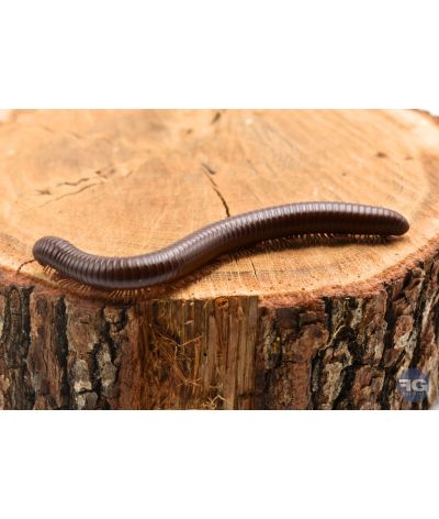 Ophistreptus guineensis