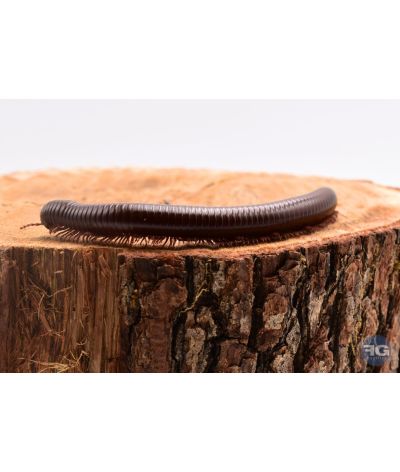 Ophistreptus guineensis