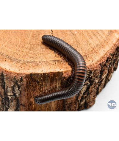 Archispirostreptus gigas