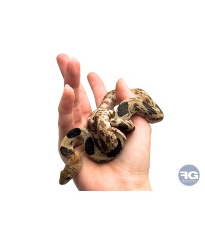 Pituophis deppei jani