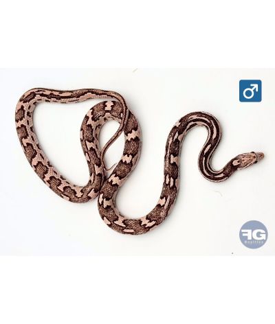 Pantherophis guttatus Ghost Aztek Red Factor Mâle 2024