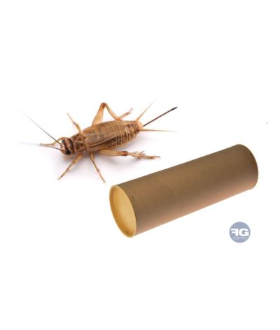 Grillons domestiques - Acheta domestica Tube