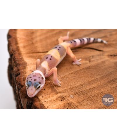 Eublepharis macularius Hypo Non sexé