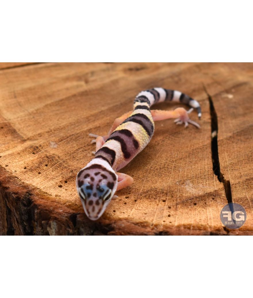 Eublepharis macularius Mack Snow Non sexé