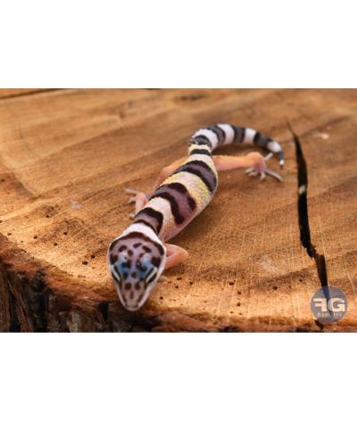 Eublepharis macularius Mack Snow Non sexé