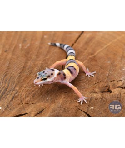 Eublepharis macularius High Yellow Non sexé