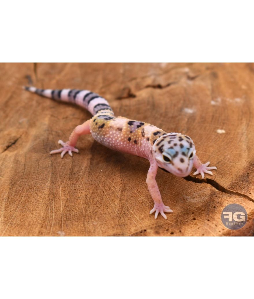 Eublepharis macularius High Yellow Non sexé