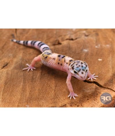 Eublepharis macularius High Yellow Non sexé