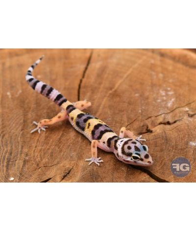 Eublepharis macularius Bandit Line Non sexé