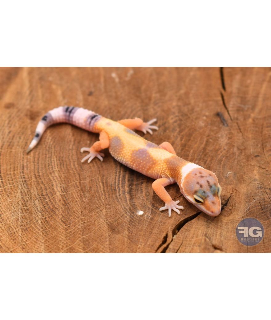 Eublepharis macularius Hypo Tangerine Non sexé