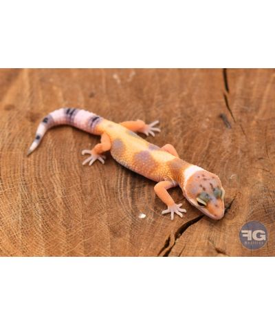 Eublepharis macularius Hypo Tangerine Non sexé