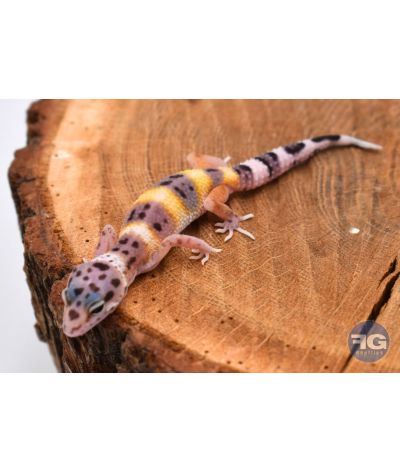 Eublepharis macularius Classique Non sexé