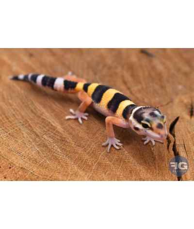 Eublepharis macularius High Yellow Non sexé