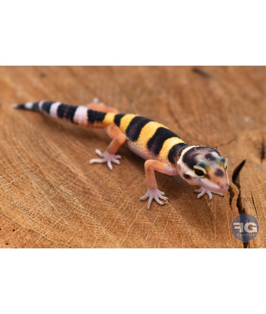 Eublepharis macularius High Yellow Non sexé