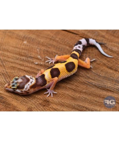 Eublepharis macularius High Yellow Non sexé