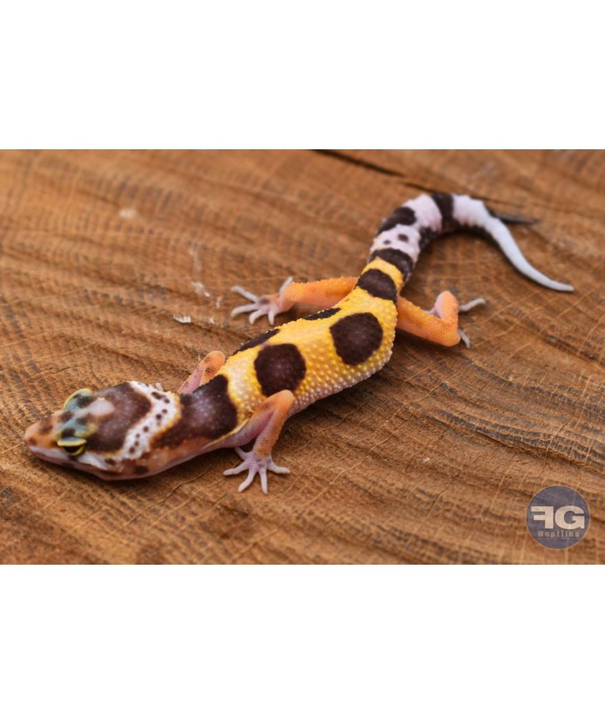 Eublepharis macularius High Yellow Non sexé