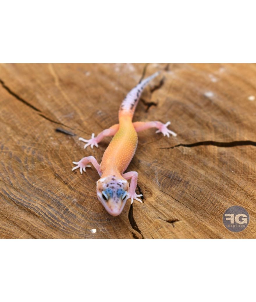 Eublepharis macularius Eclipse Non sexé