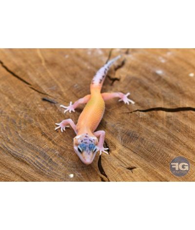 Eublepharis macularius Eclipse Non sexé